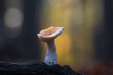 Silence in the Forest Light by Rick Goede