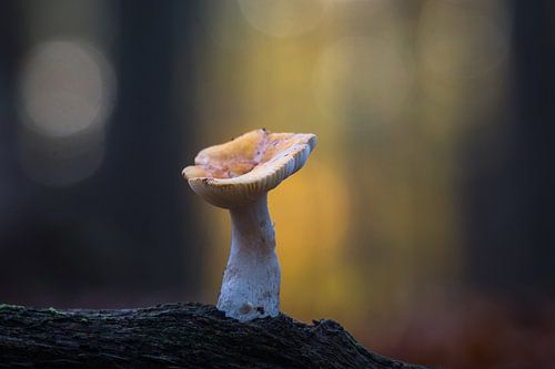 Silence dans la lumière de la forêt sur Rick Goede
