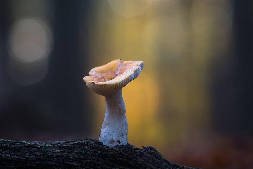 Silence dans la lumière de la forêt par Rick Goede