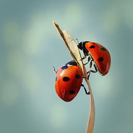 Spring by Lucie Bos