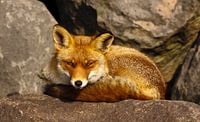 Fuchs auf einem Stein liegend von Menno Schaefer Miniaturansicht