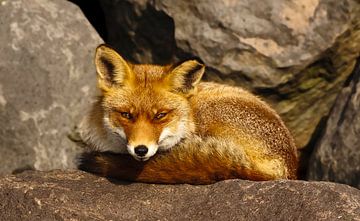 Fox lying on a stone by Menno Schaefer