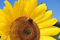 Zonnebloem met bij