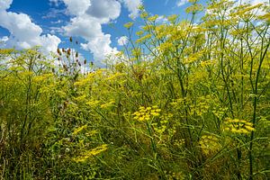 Blumen der Pastinake