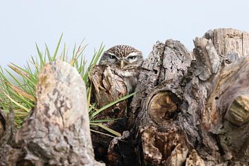 Steenuil (Athene noctua) van Ronald Pol