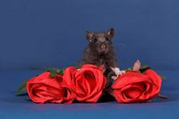 Schattige zwarte baby rat met rode rozen