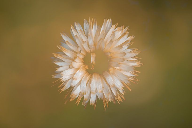 Couronne de fleurs blanches avec des feuilles orange. Coeur de fleur manquant. Douces couleurs d'automne. par Lucia Leemans