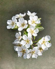 Weiße Frühlingsblüten auf einem zarten Zweig vor einem sanften Hintergrund für saisonale Blumenbilder von ChrisWillemsen