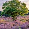 Einsamer Baum auf der Heide in der Abendsonne in Hilversum von Bart Ros