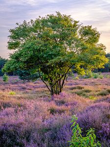 Einsamer Baum auf der Heide in der Abendsonne in Hilversum von Bart Ros