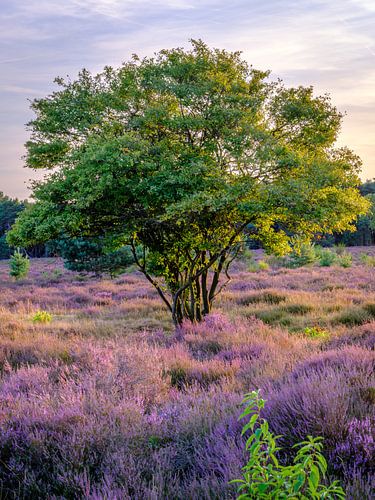 Lone tree on the Heath in the evening sun in hilversum