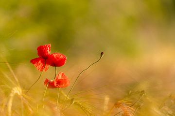 Mohnblüten von Dirk Rüter