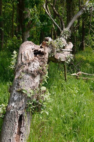 Boonstronk met begroeiing