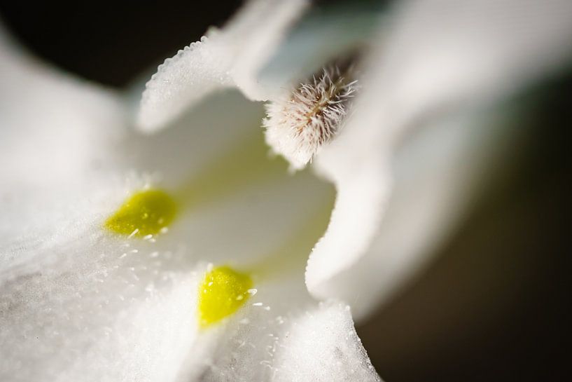 Lobelia wit par Johan Slagers