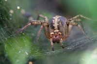 Labyrinth Spider