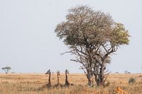 De liggende giraffen in Oeganda