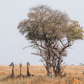 Reclining giraffes in Uganda by Yvonne de Bondt