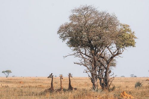 Girafes couchées en Ouganda sur Yvonne de Bondt