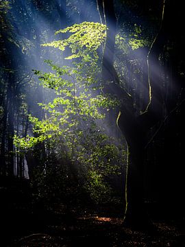 Les harpes du soleil dans la forêt de Speulder