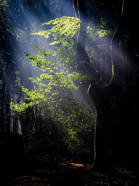 Zonneharpen in het Speulderbos van Eddy Westdijk