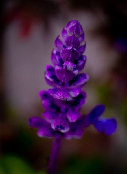 Purple flower macro photography by By Karin
