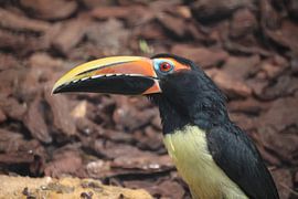 Animaux et nature sur Lennart Mans