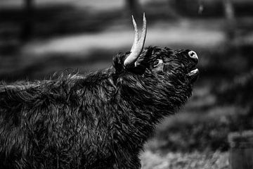 Schotse Hooglander in zwart wit. van Rens Bressers