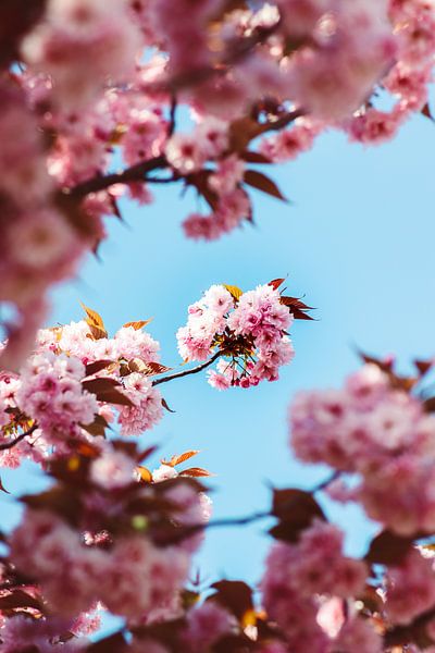 Blossom by Veri Gutte