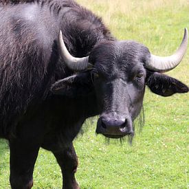 Wasserbüffel von Matthias Brix
