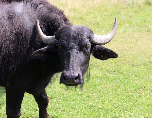 water buffalo