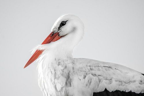 Stork portrait with beautiful soft light and fine art editing