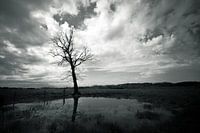 Lonely tree in Limburgs Heuvelland
