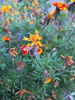 Zomer op de Luchtbal