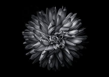 Achtertuin bloemen in zwart-wit 20 van The Learning Curve Photography
