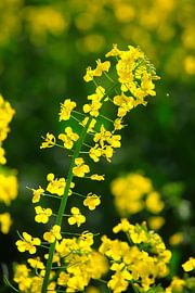 Koolzaad van Thomas Jäger