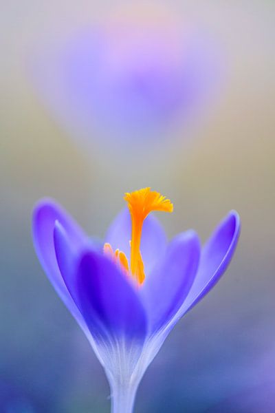 Boerenkrokus, Crocus tomassinianus par AGAMI Photo Agency