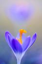 Boerenkrokus, Crocus tomassinianus van AGAMI Photo Agency thumbnail