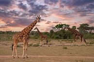 Baringo Giraffe (Giraffa camelopardalis), Murchison Falls Nationaal Park, Uganda van Alexander Ludwig thumbnail