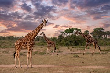 Baringo Giraffe (Giraffa camelopardalis), Murchison Falls Nationaal Park, Uganda van Alexander Ludwig