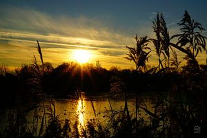 Coucher de soleil au bord d'un petit lac avec des roseaux.