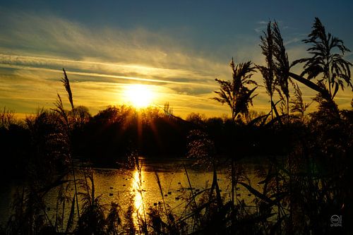 Sunset by a small lake with reeds.