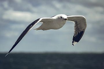 Zeemeeuw met een modellook van Foto Oger