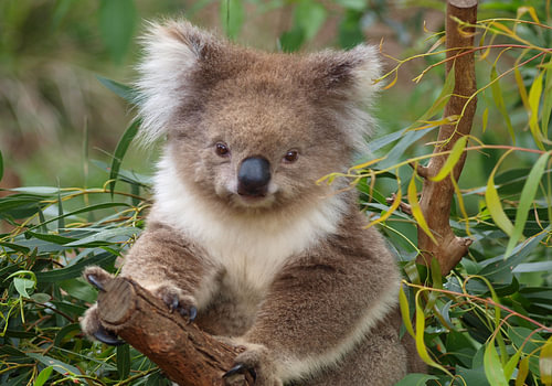 Cute Koala in Eucalyptus Tree | Wall Art Print