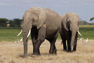 olifanten van Daisy Janssens
