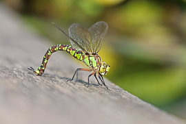 Blue-green mosaic damselfly by Matthias Brix