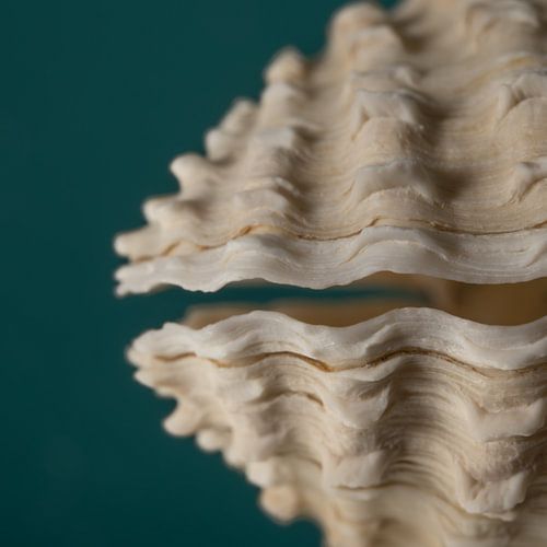 Een vierkantje schelp met turqouise achtergrond