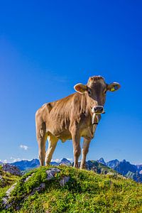Allgäuer Braunvieh