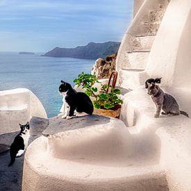 Insel Santorin in Griechenland mit Katzen. von Voss Fine Art Fotografie