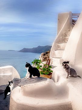 Insel Santorin in Griechenland mit Katzen. von Voss Fine Art Fotografie