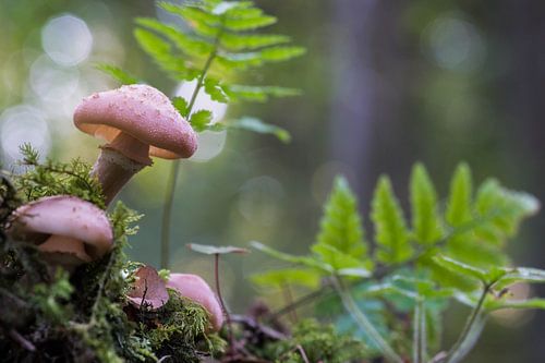 Paddenstoeltjes in de Franse Argonne